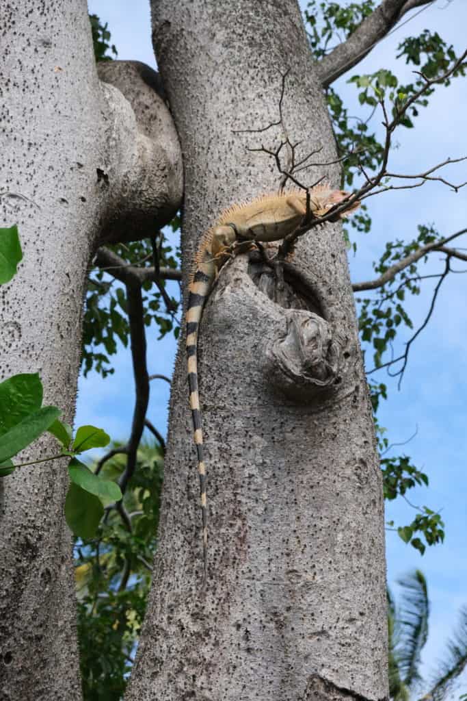 Iguana up a tree in Martinique