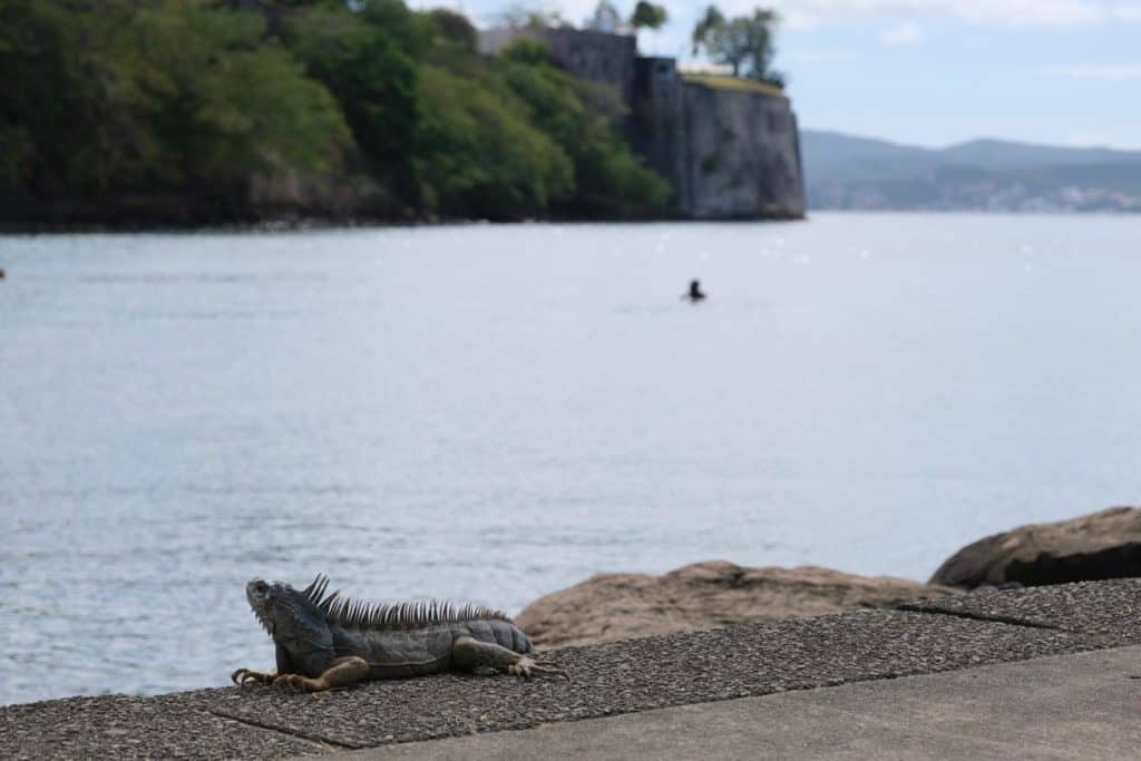 An iguana sat on a stone pier in Martinique