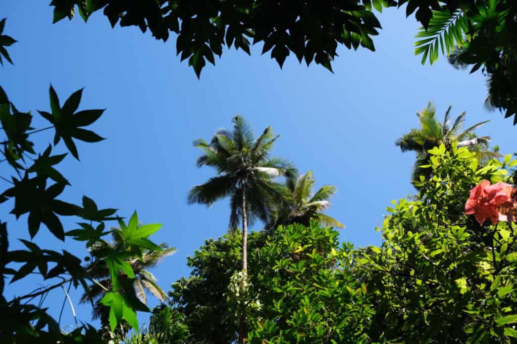 Sky view through palms and tropical trees in St Lucia's botanical garden