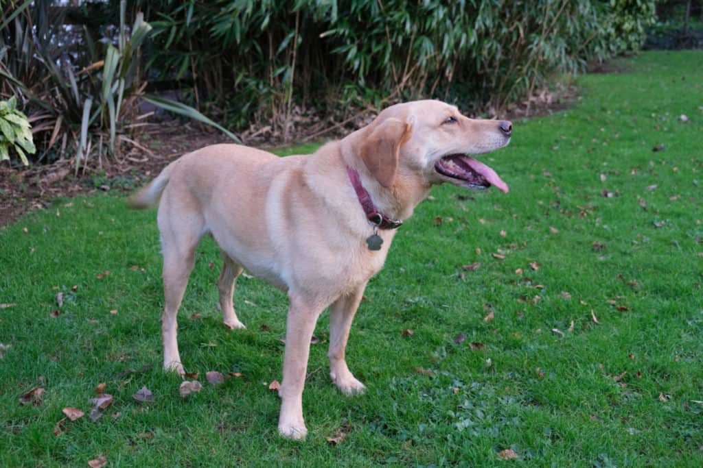 Tin Box Dog in the grounds of Langstone Cliff Hotel