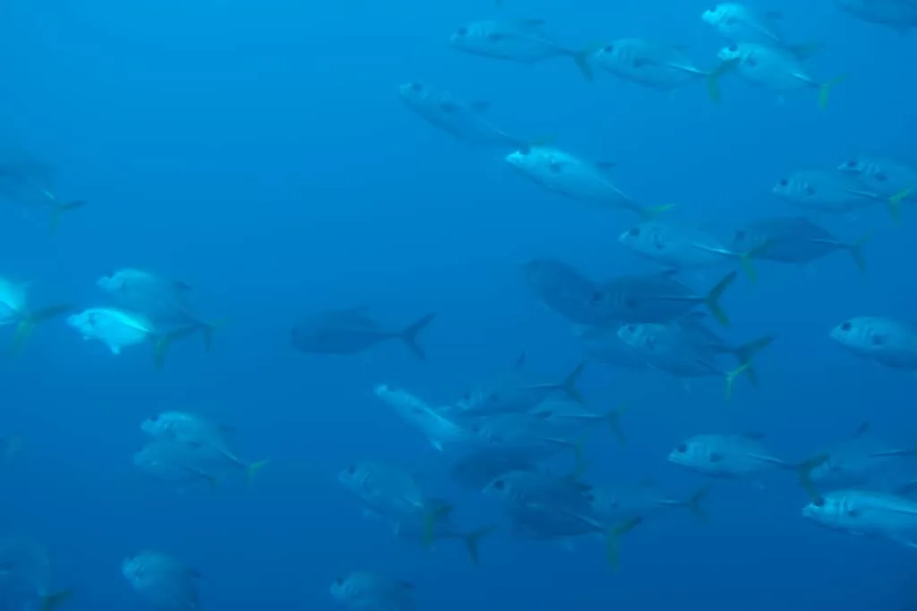 Fish swimming past submarine