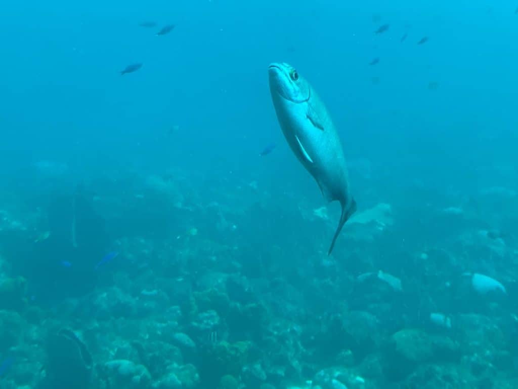 Fish swimming on the Silver Bank Reef in Barbados