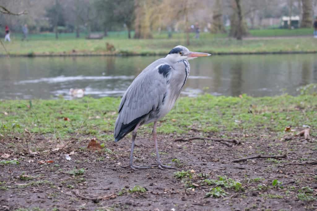 Wader bird in St James Park London