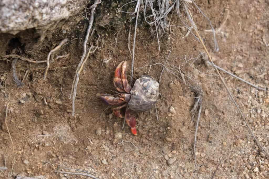 Hermit crab spotted on the way to Devil's Bay on Virgin Gorda in the Caribbean