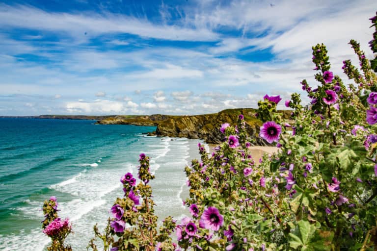 Flowers beside a beach in Newquay in Cornwall
