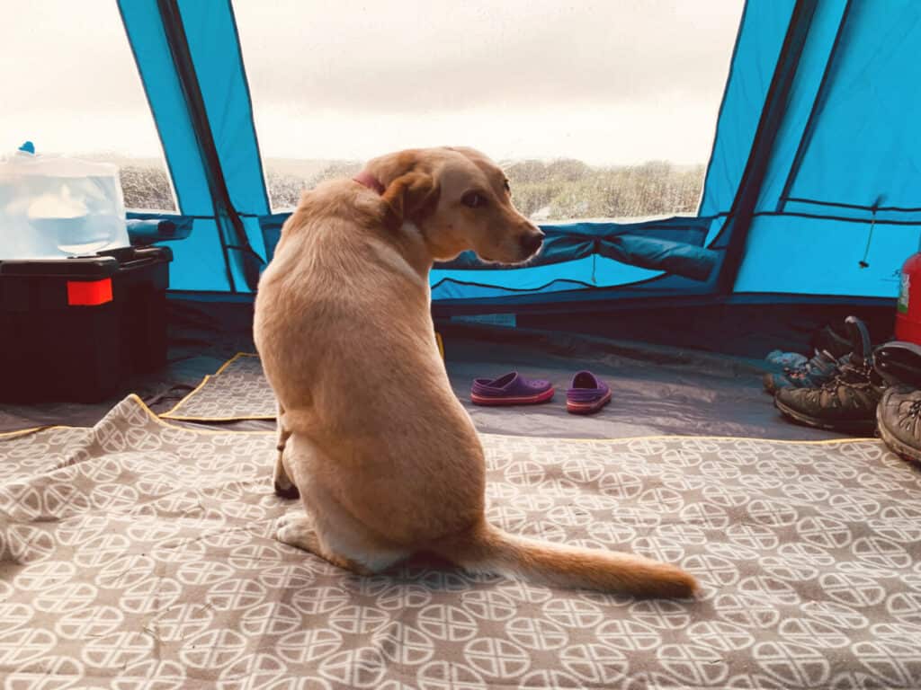 Dog sat on camping carpet in tent