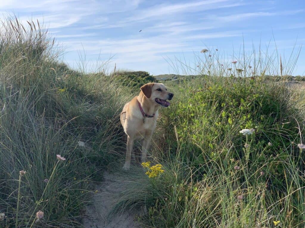 Dog in sand dunes next to campsite at Perran Sands