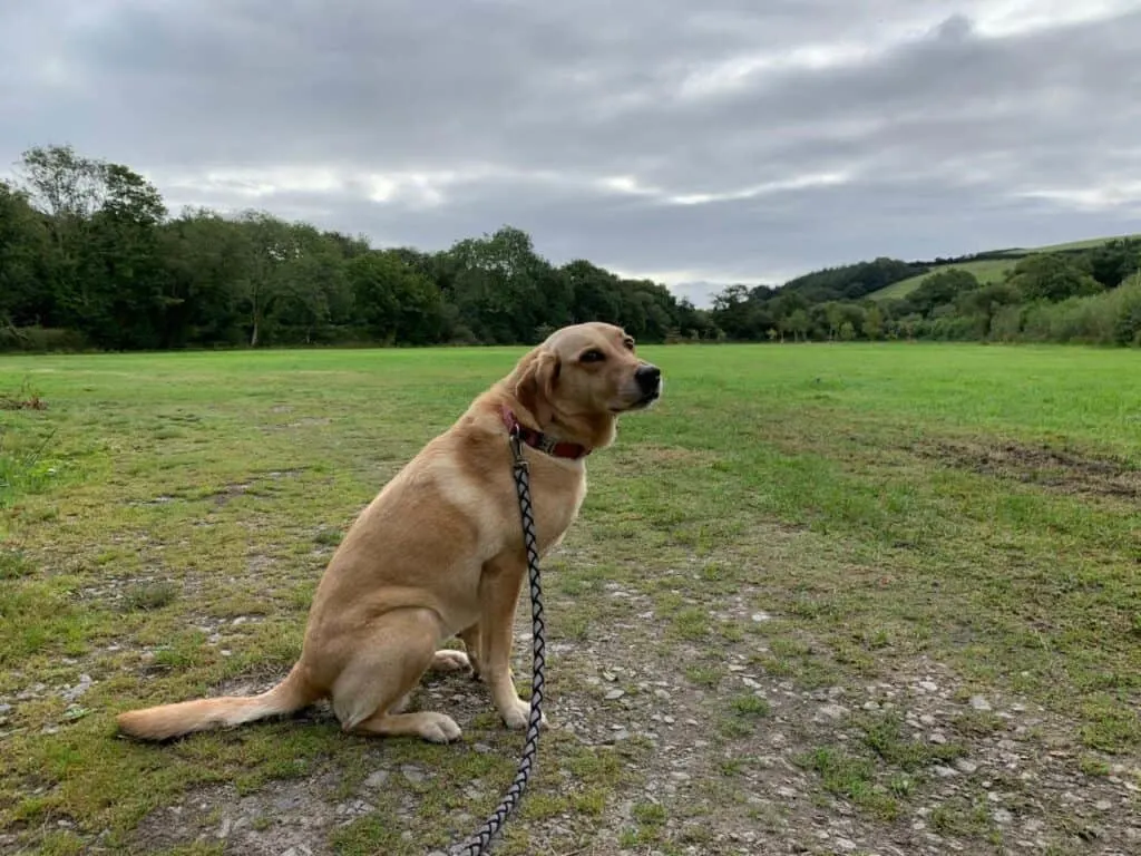 Dog in dog and playing field at Little Winnick