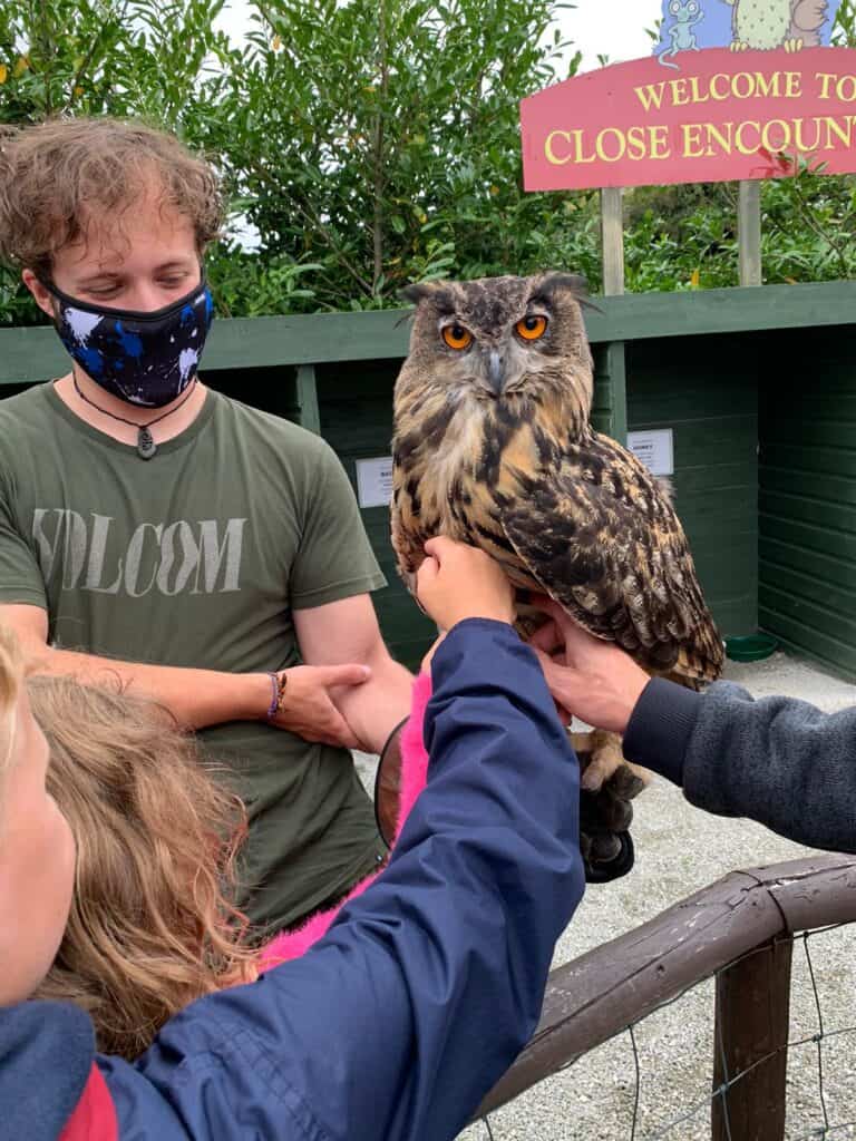 Large owl at Screech Owl Sanctuary in Cornwall
