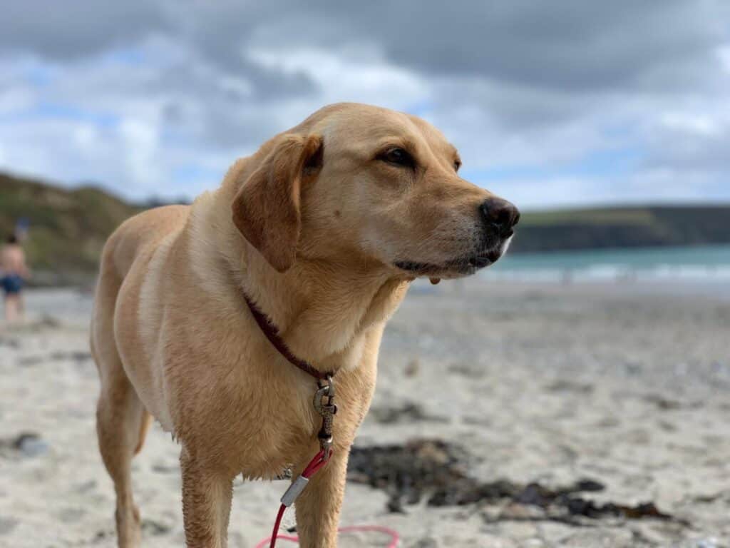 Tin Box Dog on beach near St Austell in Cornwall