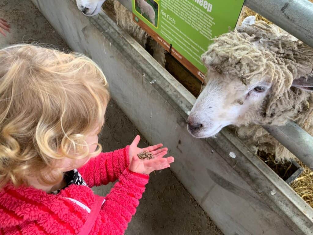 Baby feeds sheep at Cattle Country Adventure Park in Gloucestershire