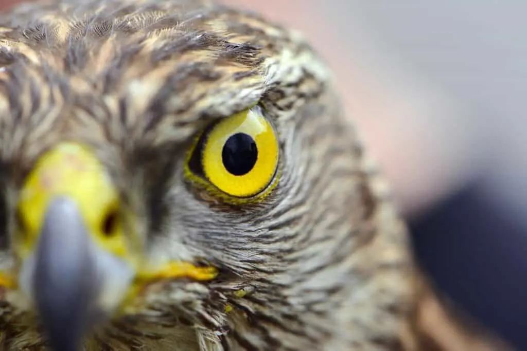 Close up of falcon's eye