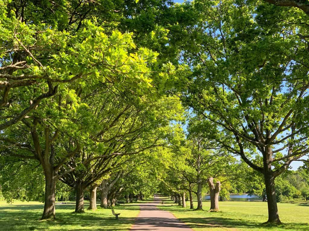 Avenue of oak trees on Southampton Common, a public park in the city. Beautiful summer day with blue sky.
