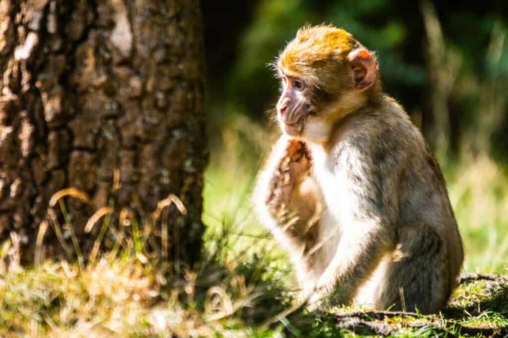 Monkey sat on ground in Trentham Monkey Forest