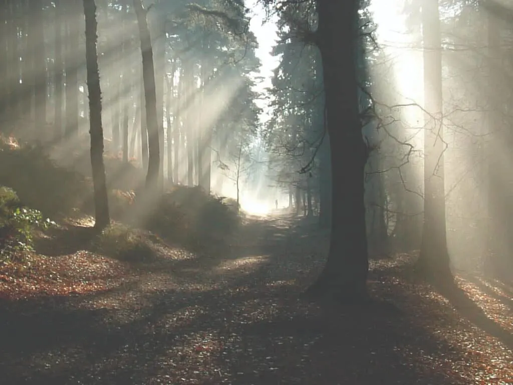 Misty woodland walk at Lickey Hills