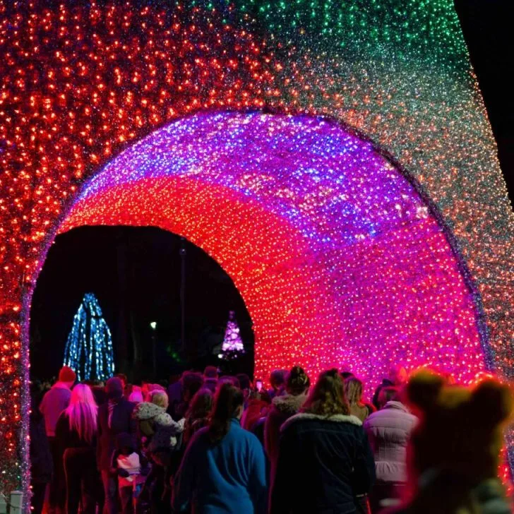Walk through Christmas tree at Bournemouth Christmas Tree Wonderland