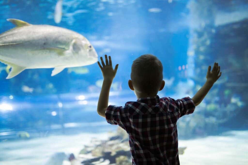 Cute young boy watches fishes in aquarium