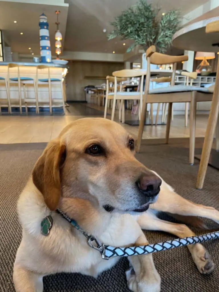 Dog in Rick Steins Sandbanks bar area