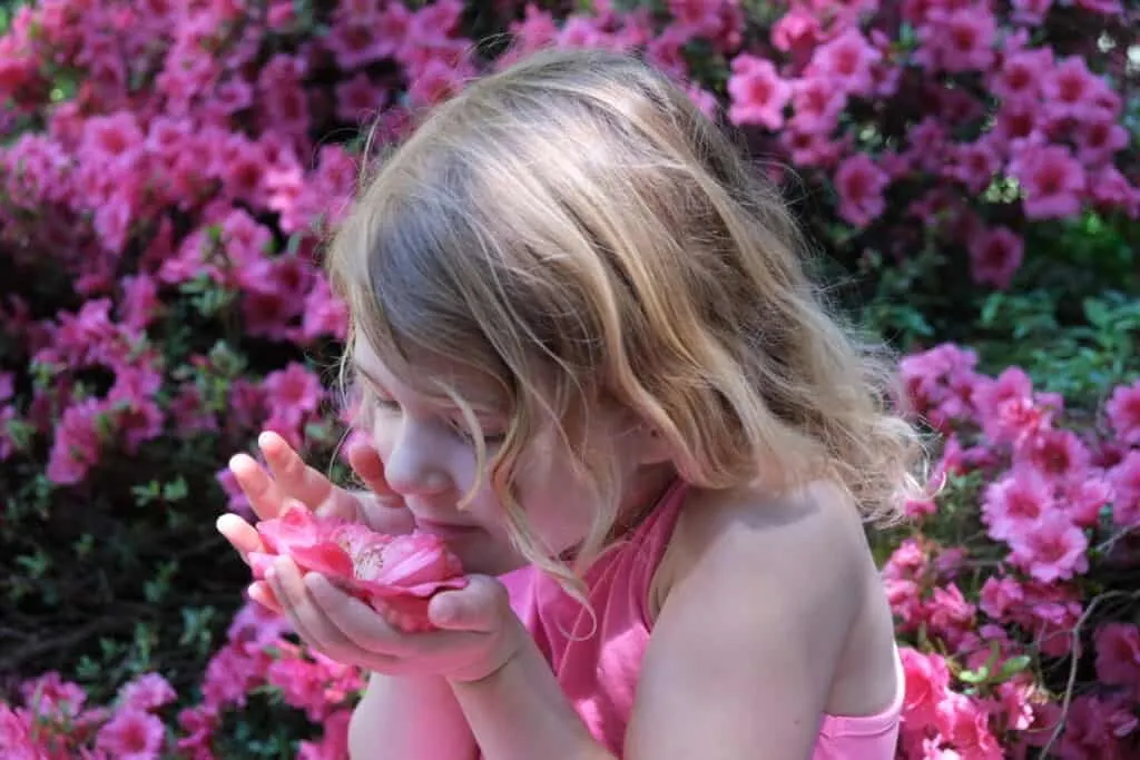 Child smelling pink flower in the palms of her hands