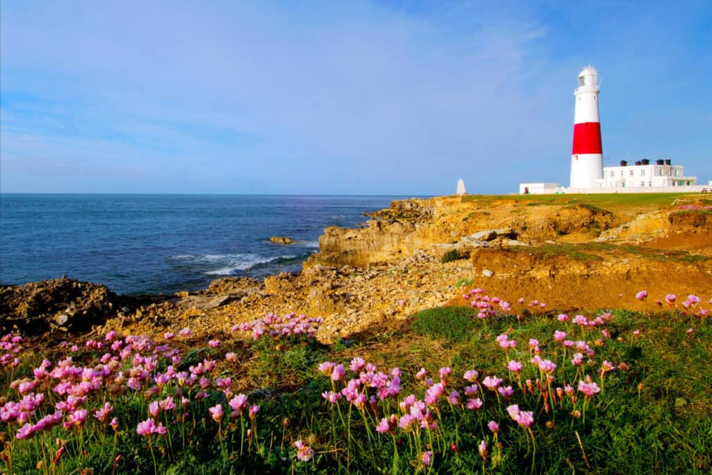 Portland Bill lighthouse taken from the clifftop with masses of sea pink thrift Armeria maritima in flower