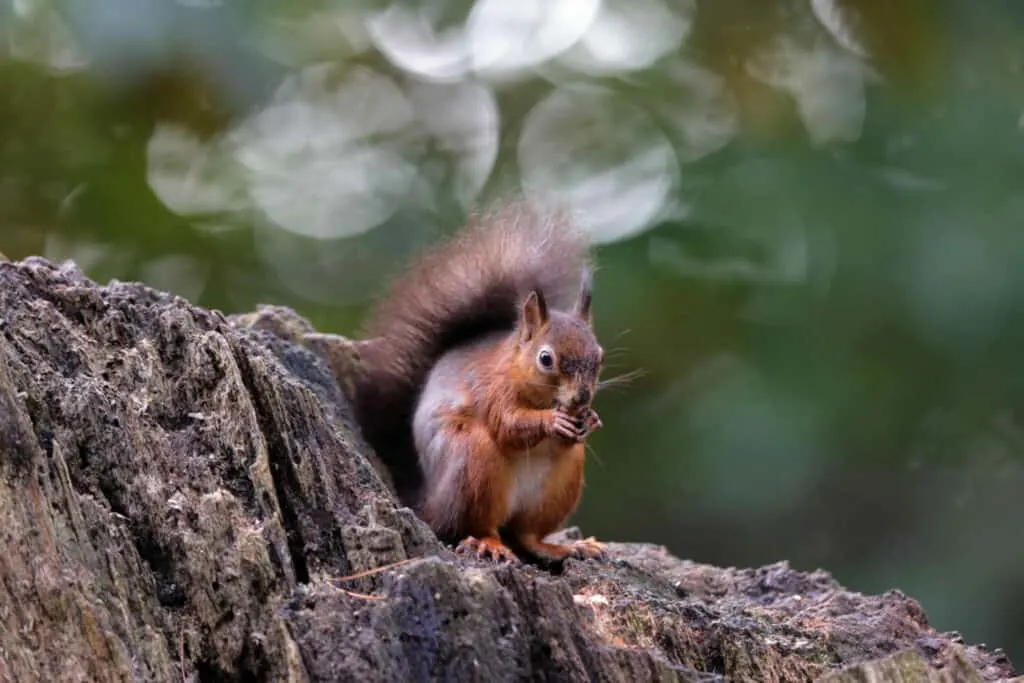 Red squirrel