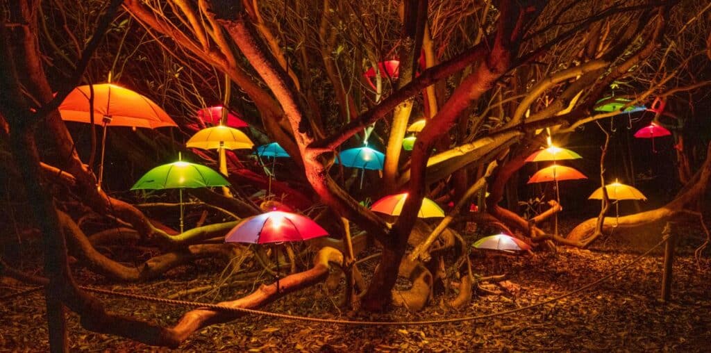 Illuminated umbrellas in trees at the Lost Gardens of Heligan