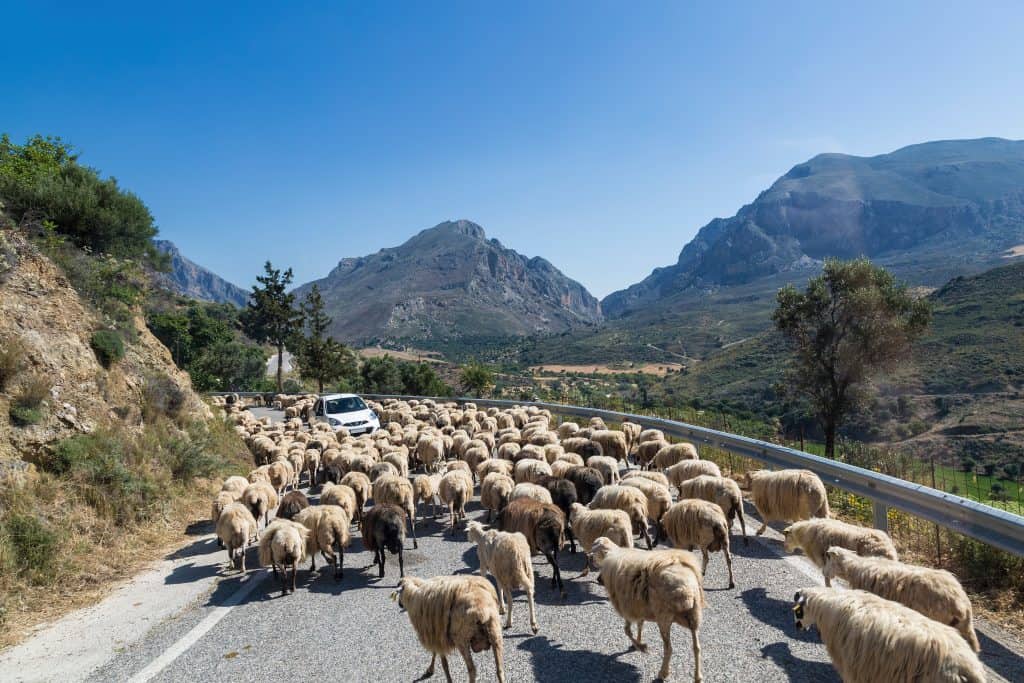 Car on a mountain road surrounded by a herd of sheep. Crete, Greece