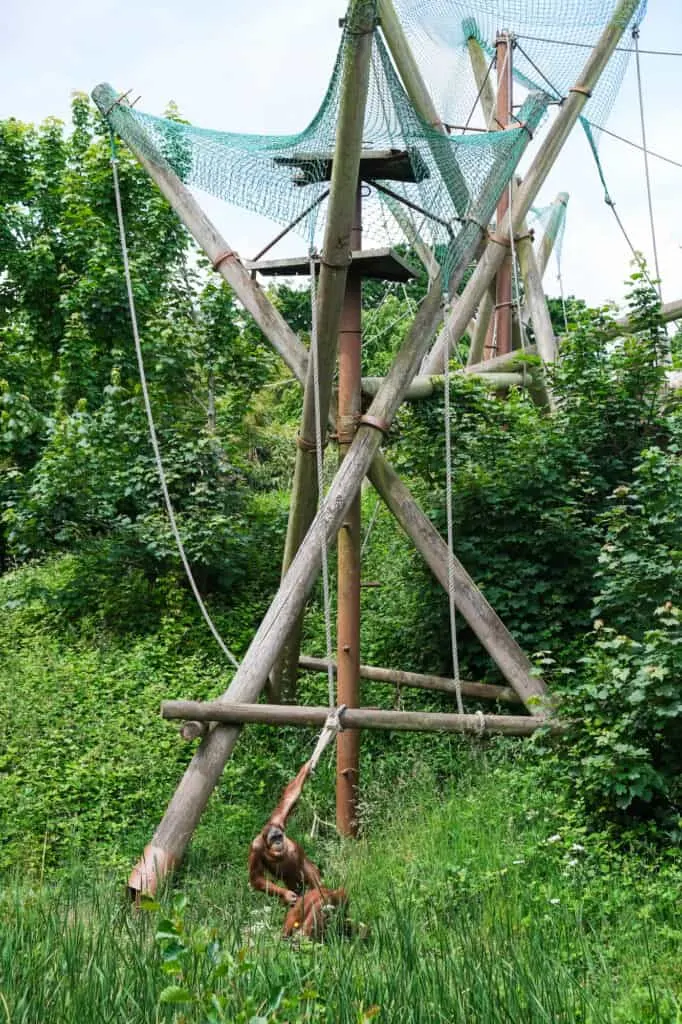 Orangutans playing on climbing frame at Jersey Zoo