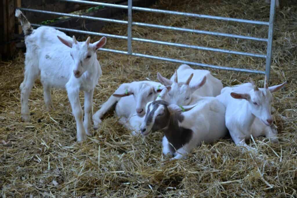 Kid goats in hay