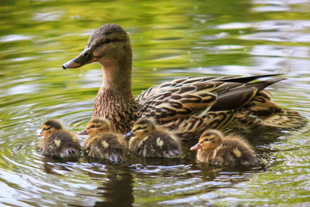 Family of ducks in pond