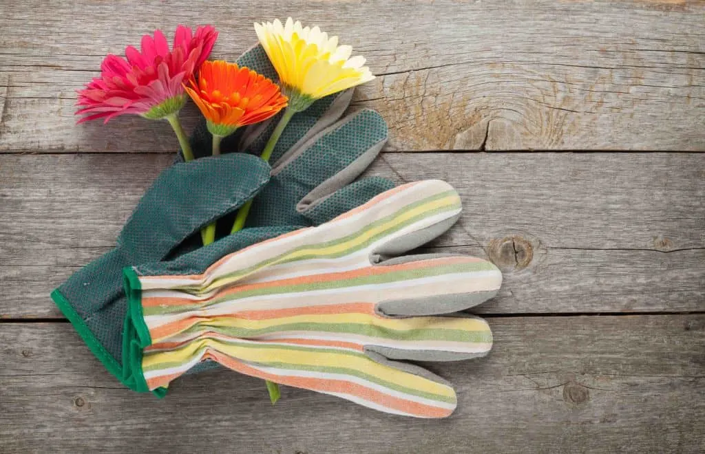 Gardening gloves and gerbera flowers on wooden table background