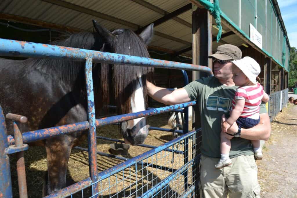 Family petting shire horse