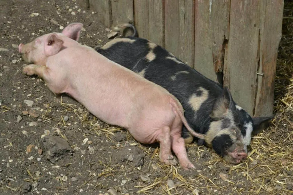 Pigs sleeping on hay