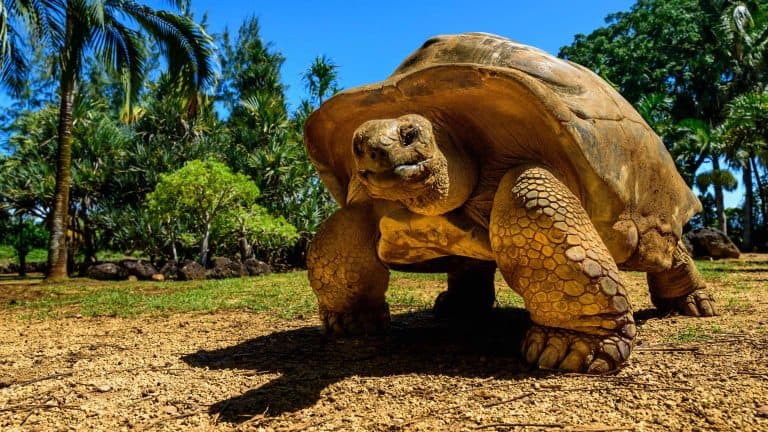 Giant tortoise endangered species walking slowly