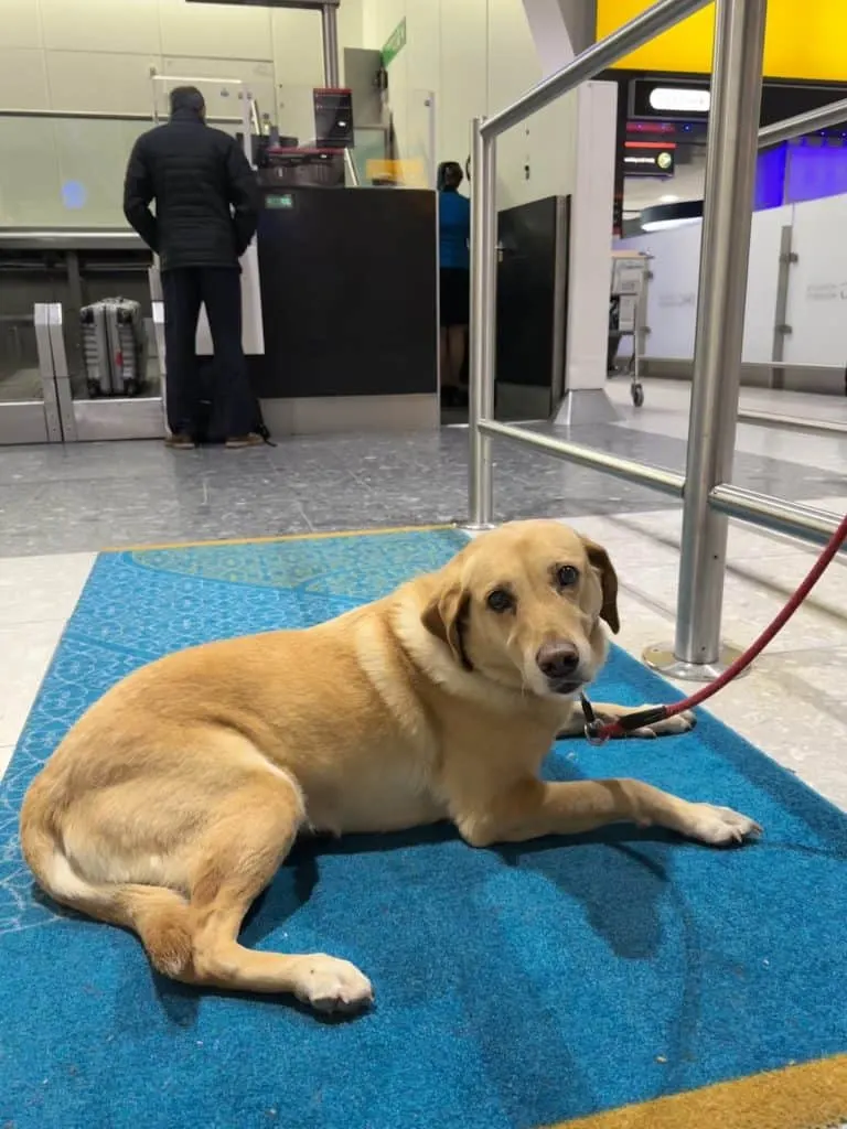 Dog laying on Business Class carpet at Heathrow airport