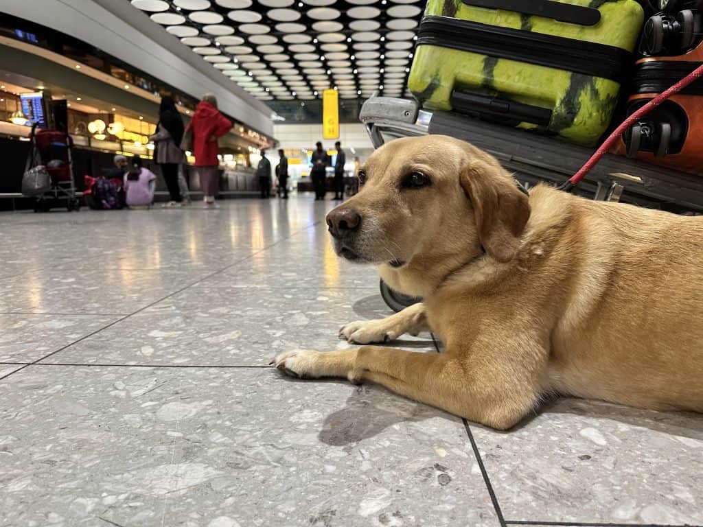 Tin Box Dog at Heathrow T4