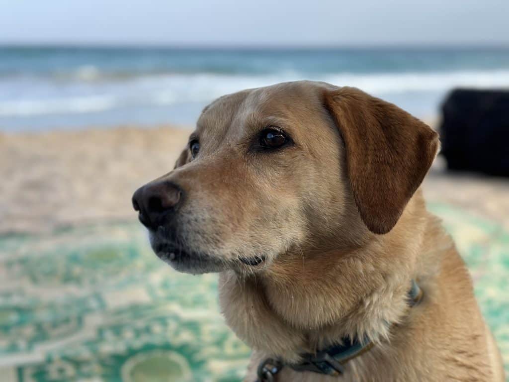 Tin Box Dog on beach in Oman