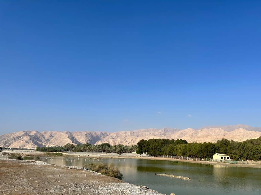 Flamingo Lake at Quiryat in Oman: a shallow green lake with wading birds in the distance. Beyond there lake there is vegetation before the mountains that rise up towards as clear blue sky