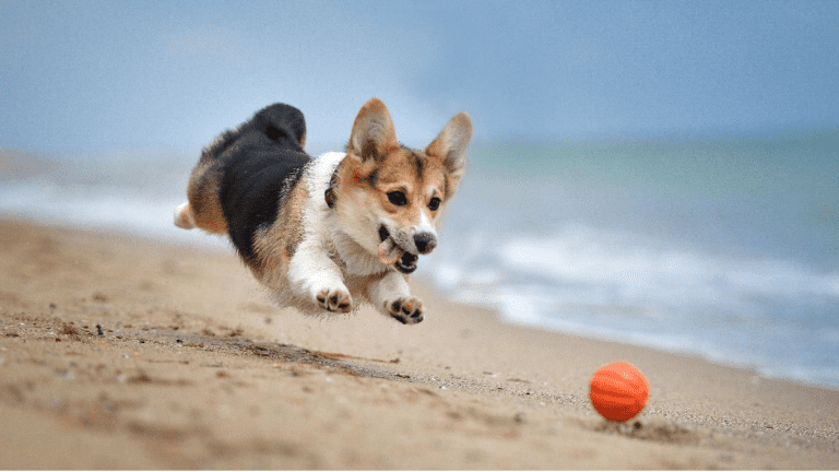Small black and brown dog chasing orange ball across sandy beach on a Spring day