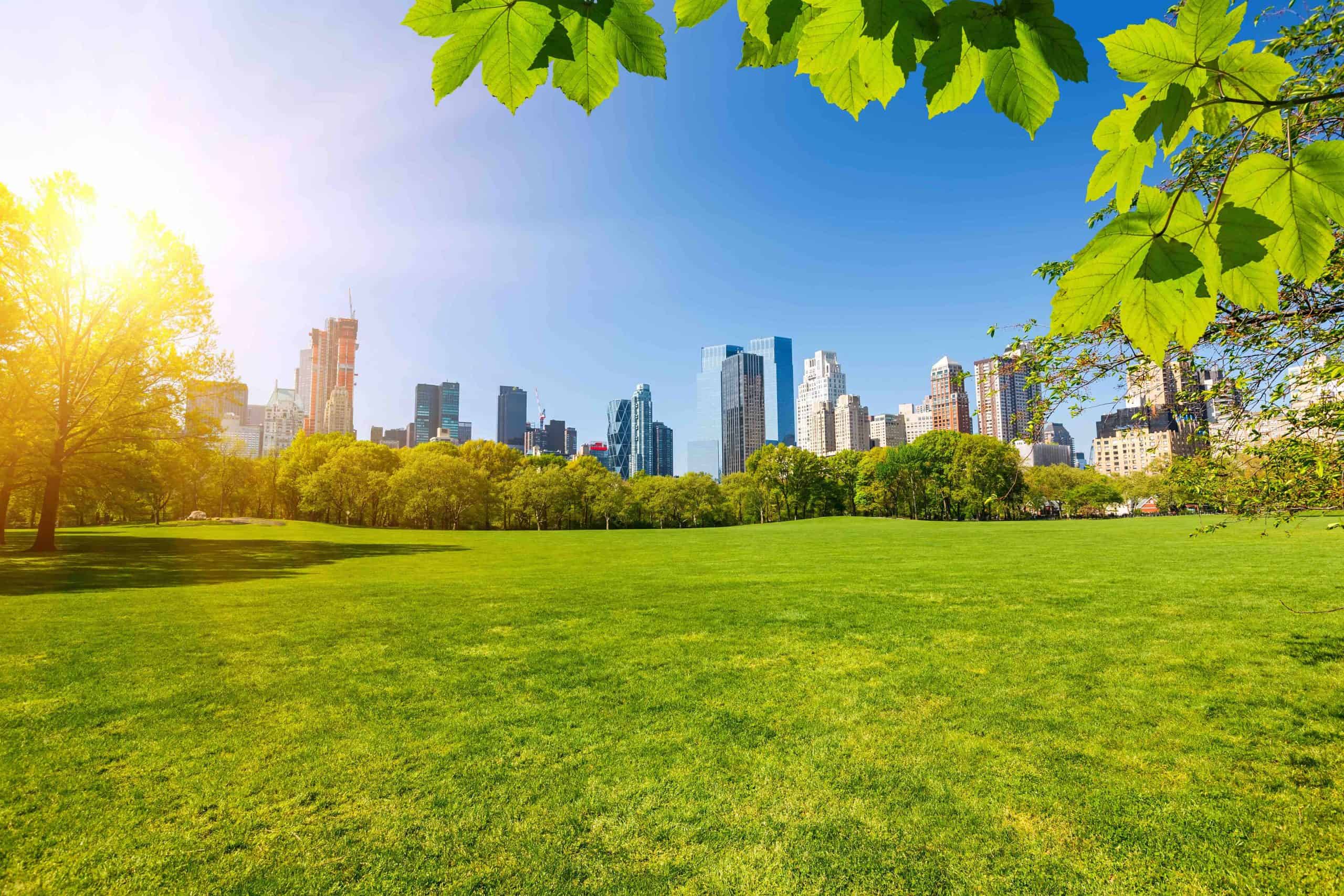 Green space in Central Park on a sunny day, New York City