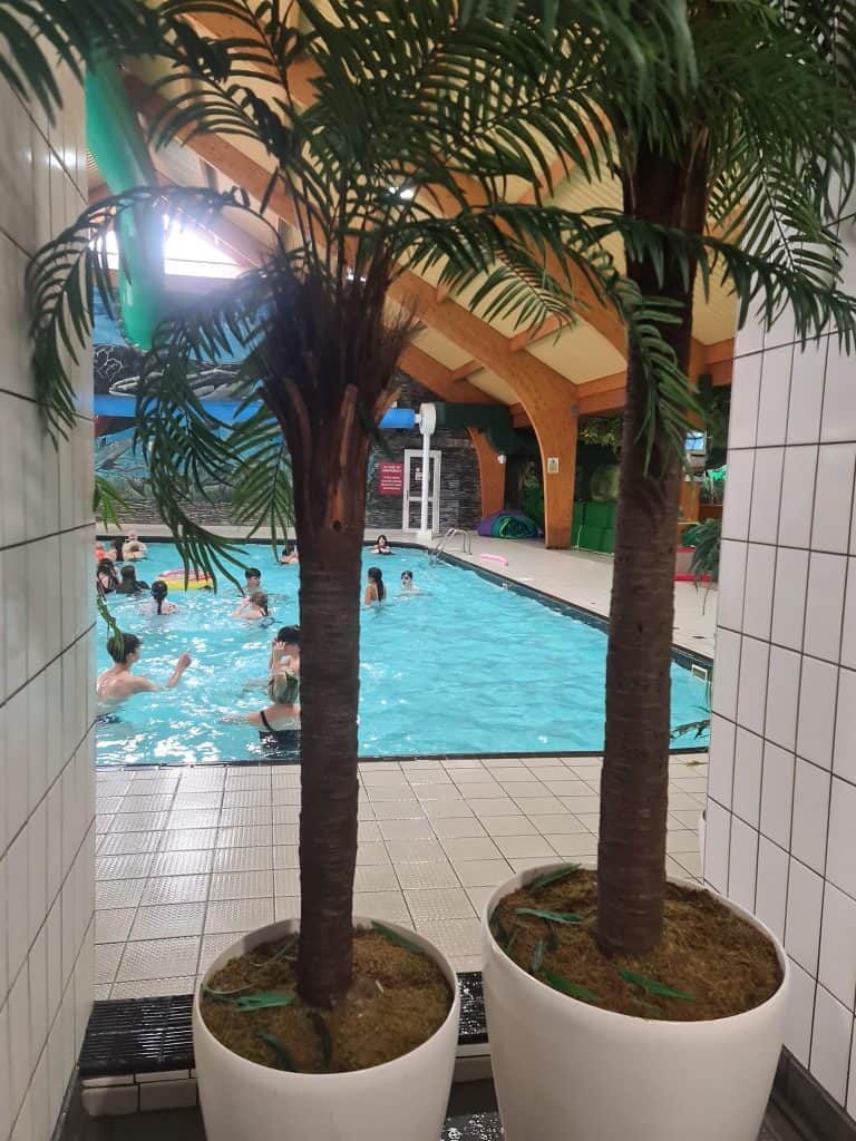 Indoor swimming pool seen through palm trees