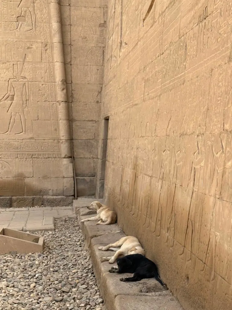 Three stray dogs sleep in the shade of Edfu Temple