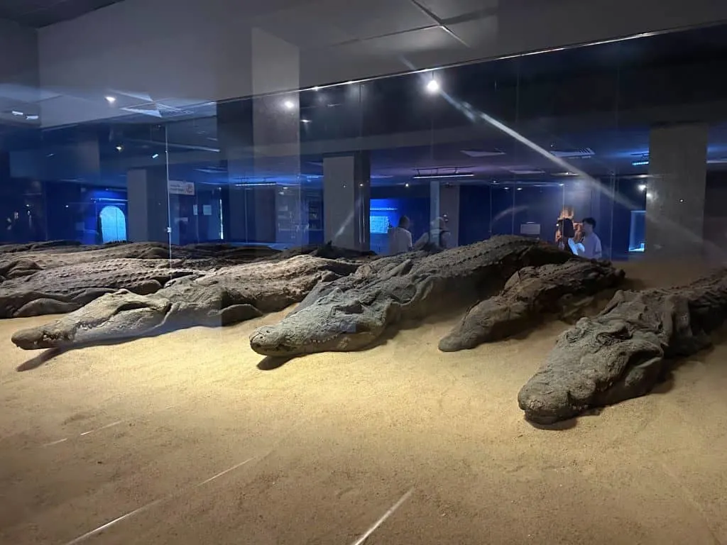 A row of blackened mummified crocodiles in a glass case