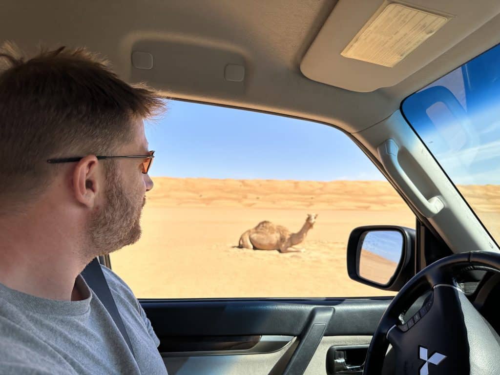 Mr Tin Box looking out the drivers side window at a camel laid down beside the road in Wahiba Desert