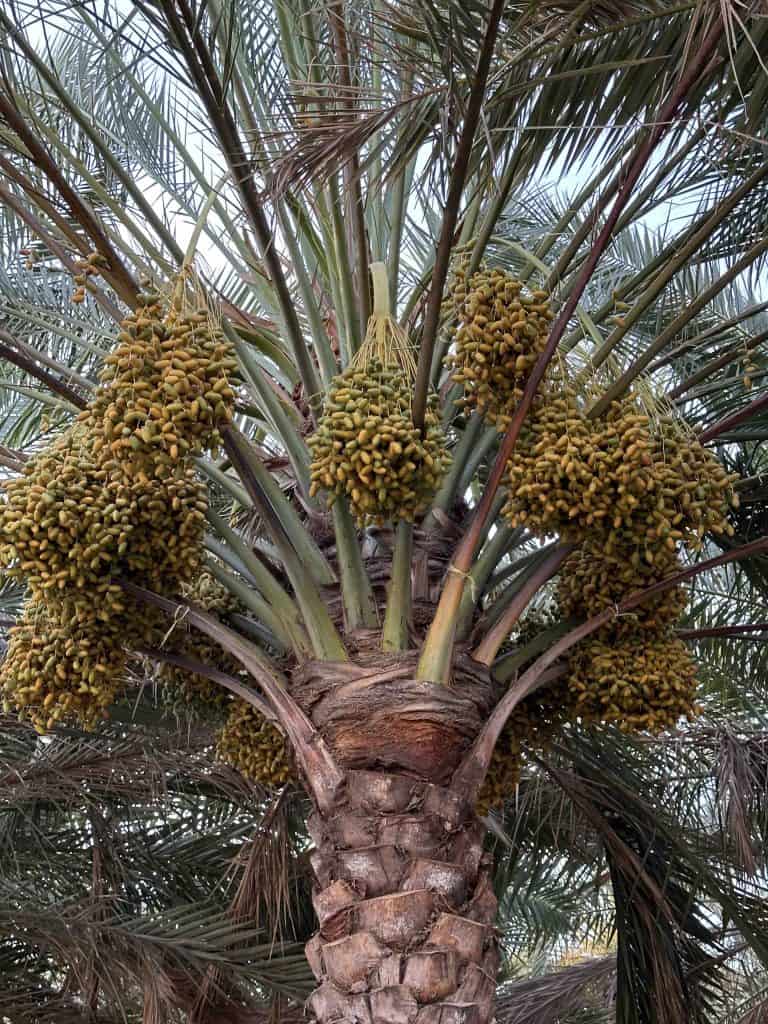 Dates growing on palm tree
