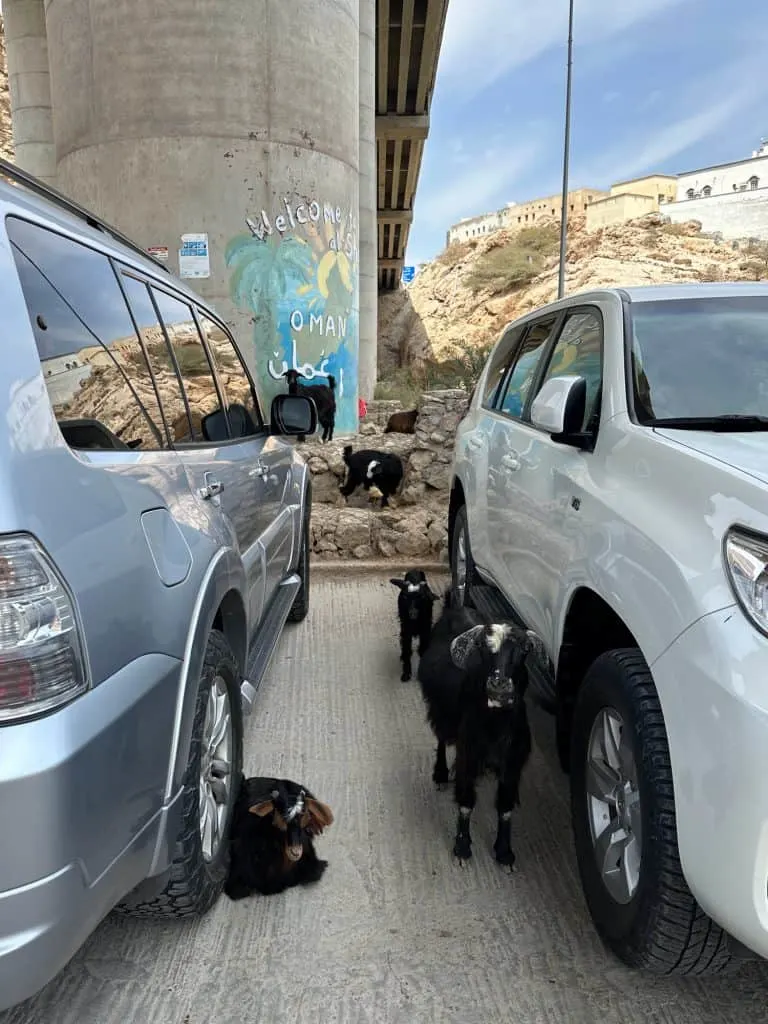 Goats laying and standing in-between two cars parked under a bridge at Wadi Shab in Oman