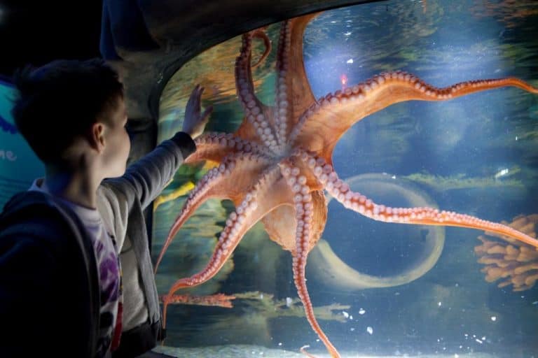 Child looking at octopus through glass at a Sealife aquarium