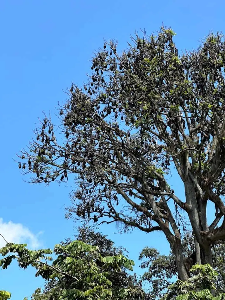 Hundreds of bats that look like huge seed pods handing from the branches of a tree