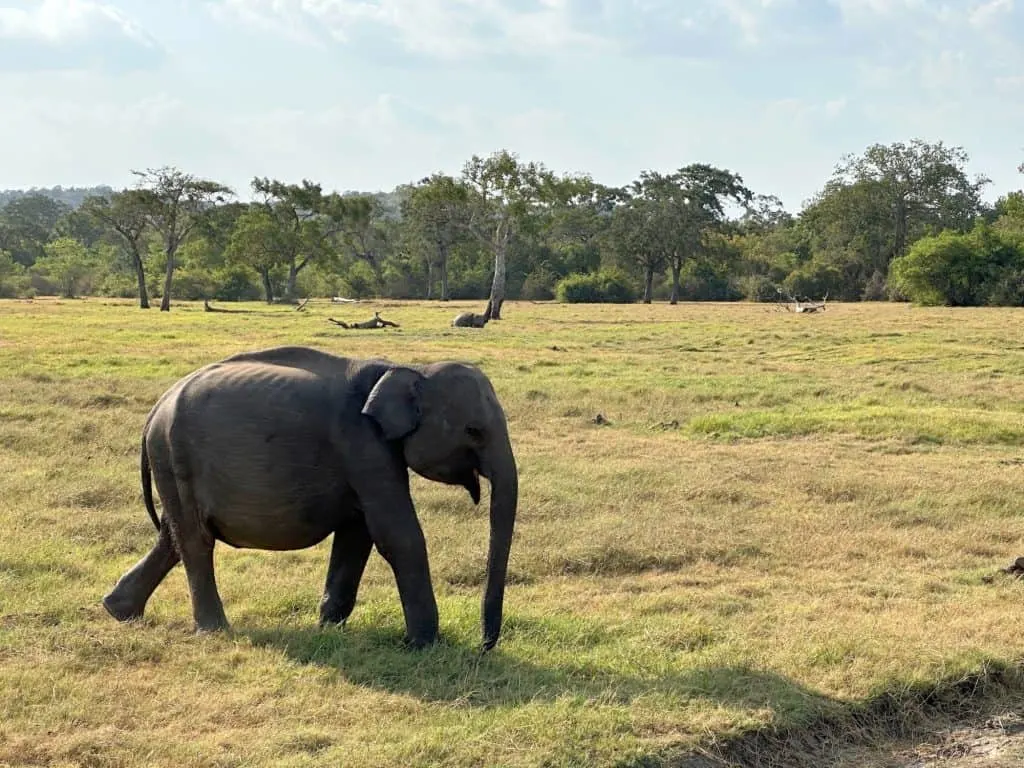 Single elephant walking through grassland in the Kaudulla National park