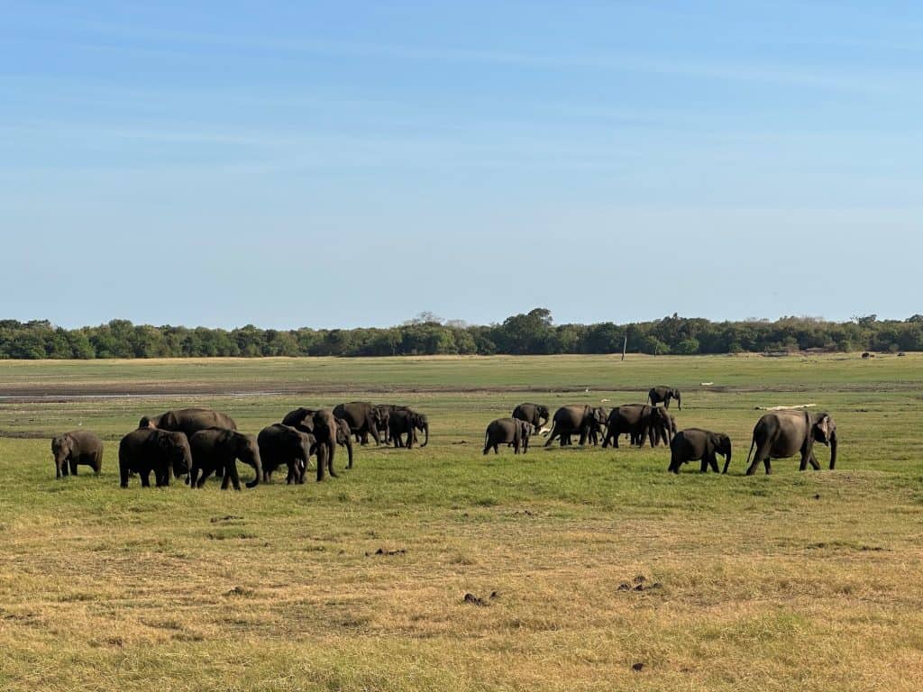 Herd of elephants gather near lake in Kaudulla National Park